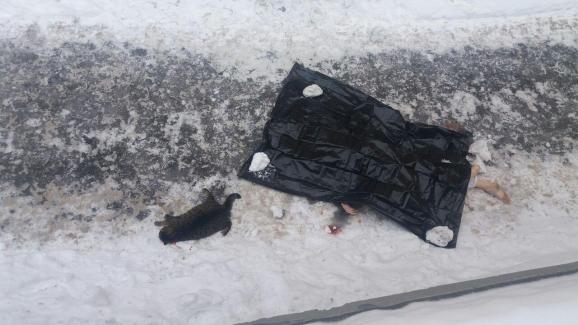 У Києві жінка вистрибнула з вікна, перед тим викинувши дитину й кота