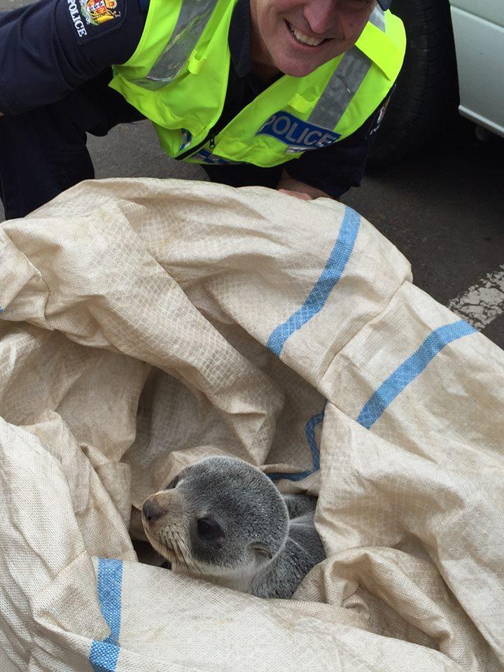 У Новій Зеландії дитинча тюленя заблукало в місті - фото 1