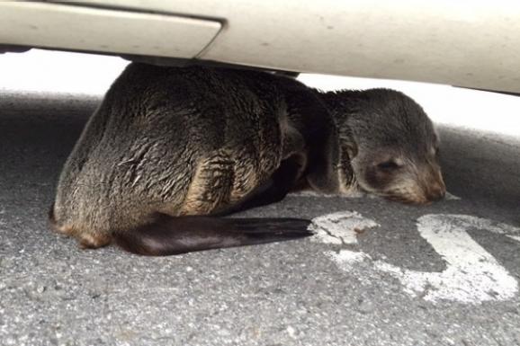 У Новій Зеландії дитинча тюленя заблукало в місті - фото 2