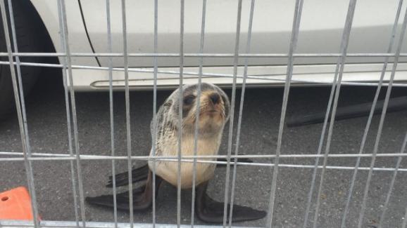 У Новій Зеландії дитинча тюленя заблукало в місті - фото 4