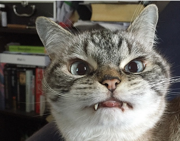Новой звездой Instagram стала кошка-вампир