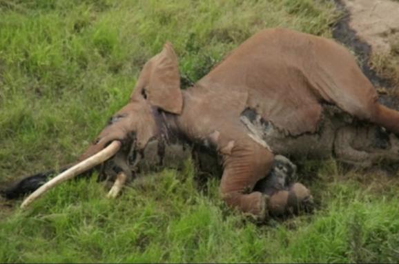 V Africi Brakonyeri Vbili Odnogo Z Najstarishih Sloniv Na Zemli