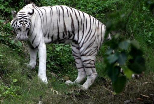 india corruption white tiger Aravind adigas the white tiger the circumstances and society of india is similar to the tiger which is aravind adiga describes the corruption and. india corruption white tiger Aravind adigas the white tiger the circumstances and society of india is similar to the tiger which is aravind adiga describes the corruption and.