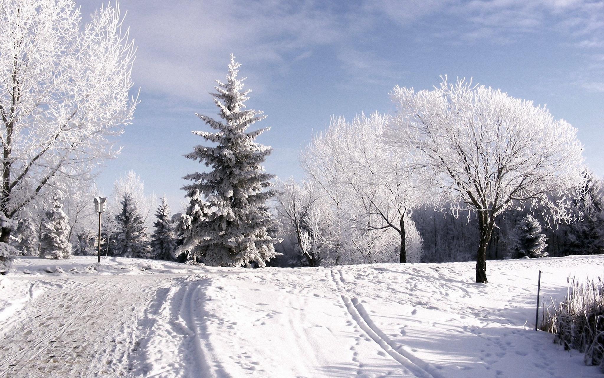 Январский день. Зимняя природа. Снежная зима. Зима пейзаж. Красивая зима.