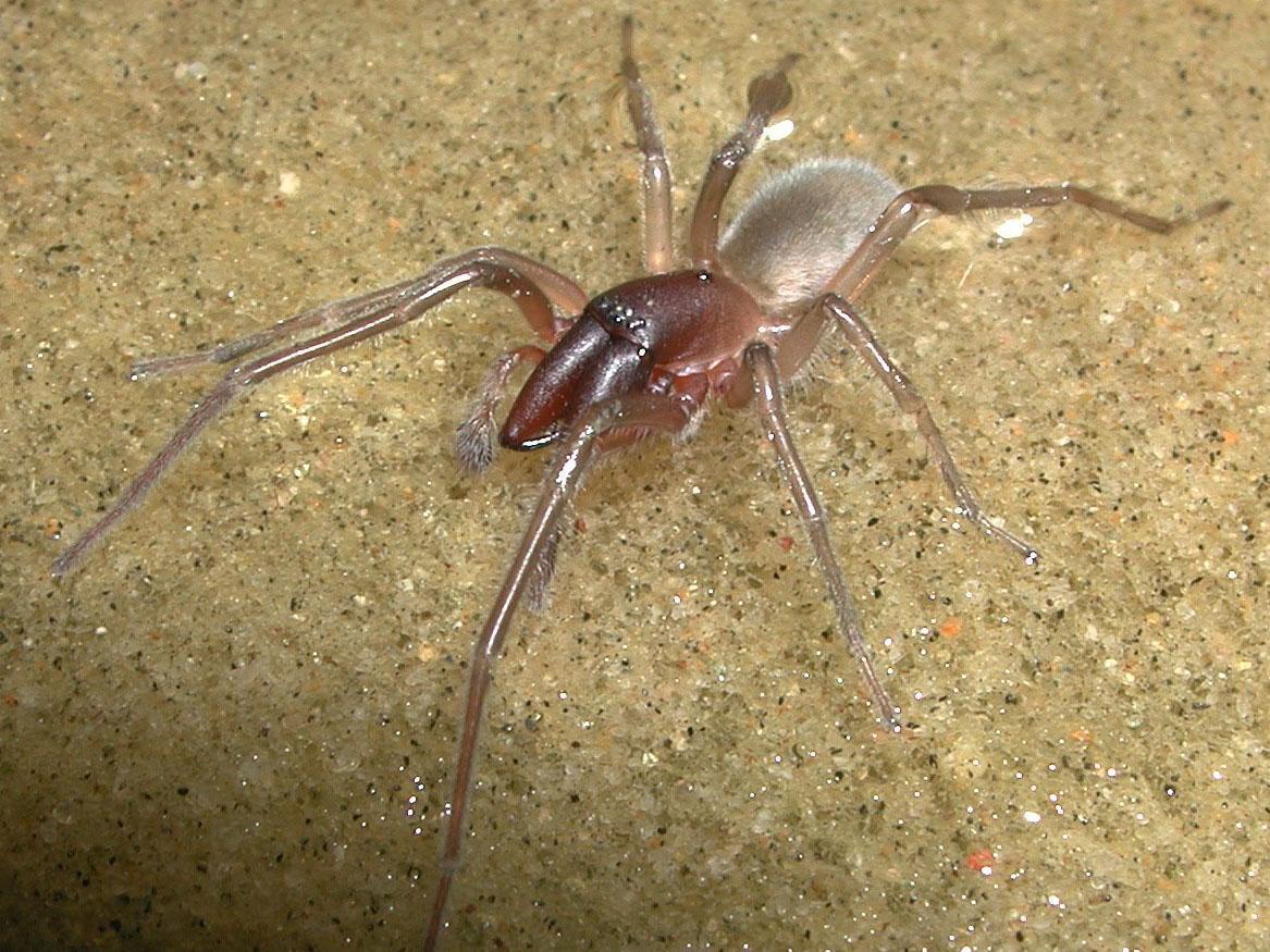 A new species of spider was named after Bob Marley Im-22spider