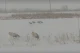 18 березня 2018 року. Лелеки мерзнуть у полі під Калушем