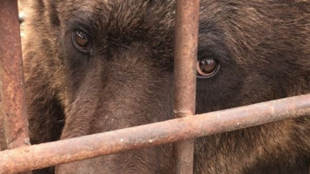 Из частного "зоопарка смерти" в Покровске на Донетчине спасли медведей и львов Из частного "зоопарка смерти" в Покровске на Донетчине спасли медведей и львов