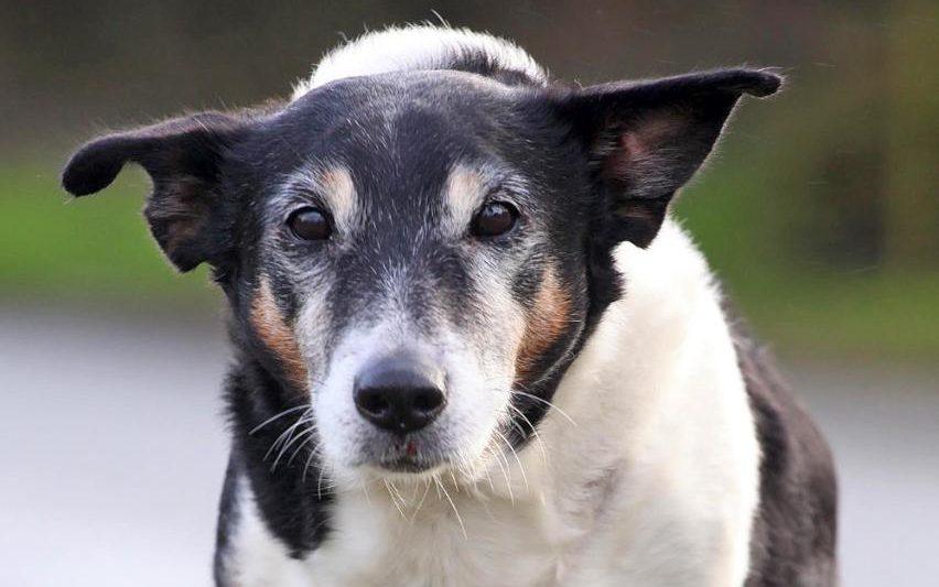 Old dog. Собаки королевства Великобритании. Собака англичанин Догиль. Пожилая собака с какого возраста. Как попоить старенького песика.