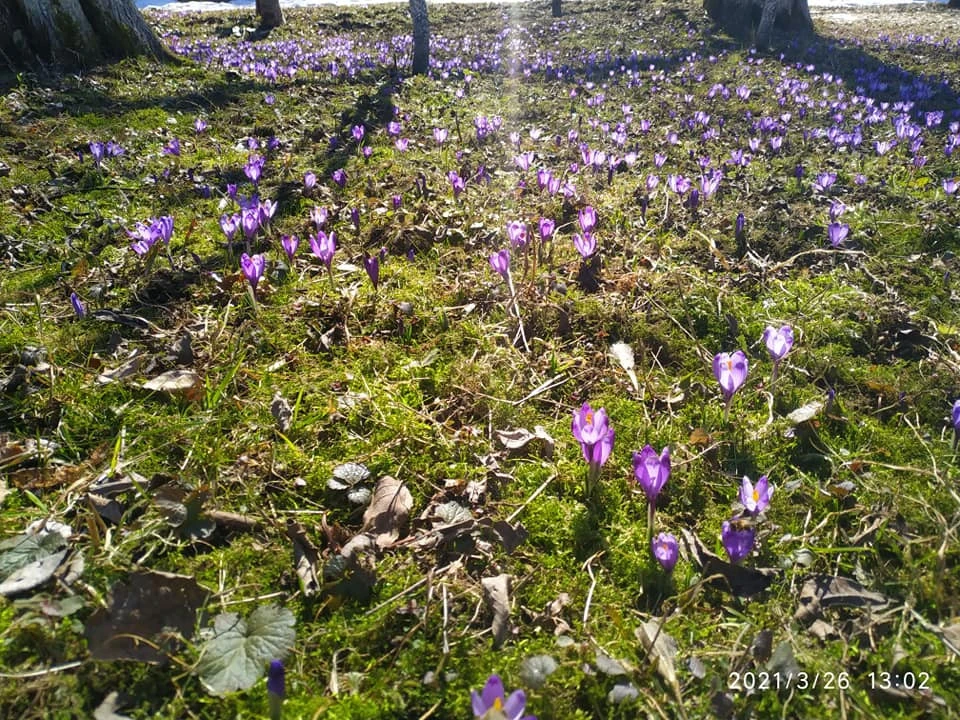 крокусы
