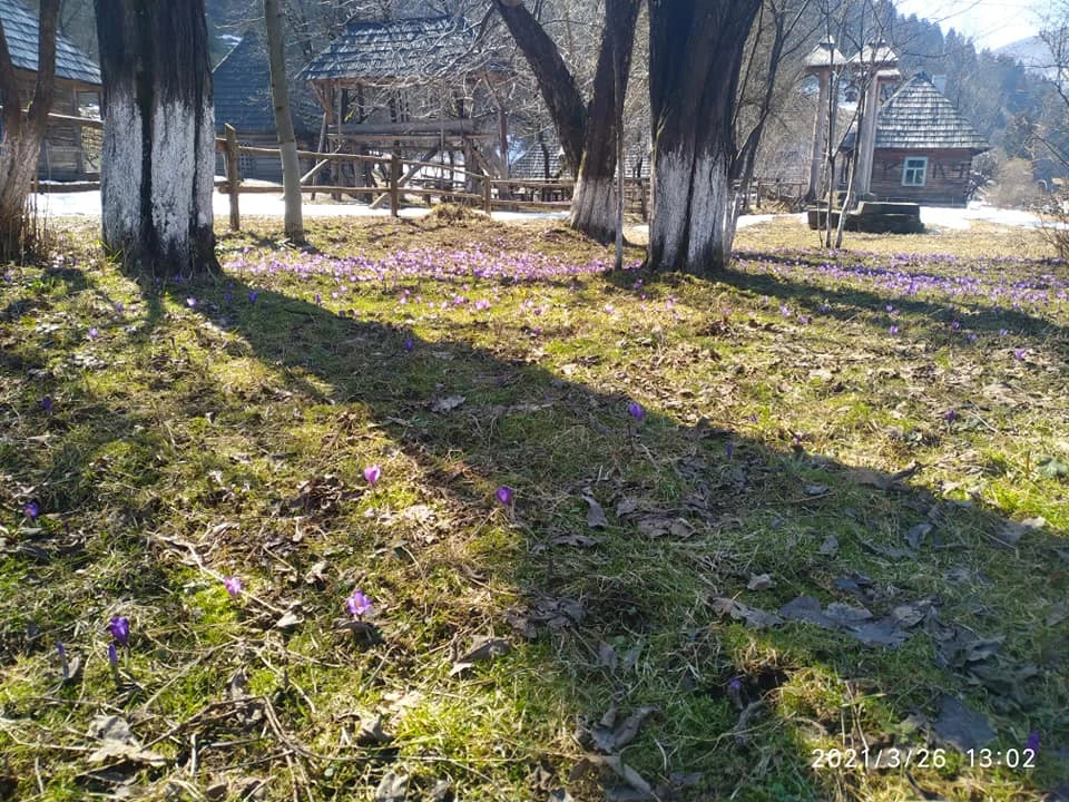 крокусы
