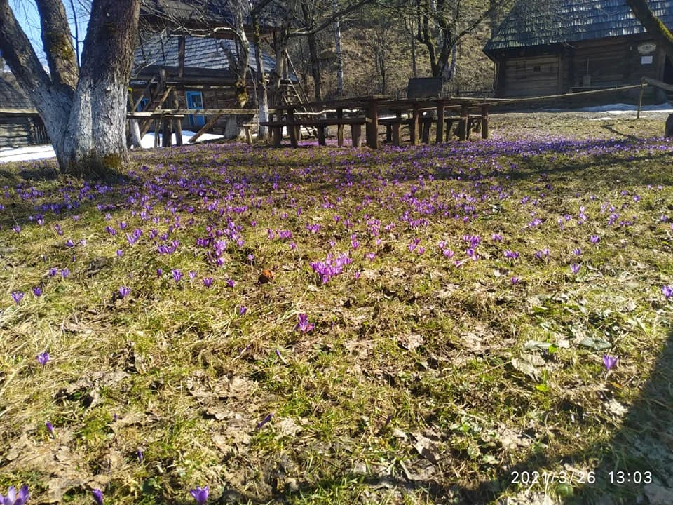 крокусы
