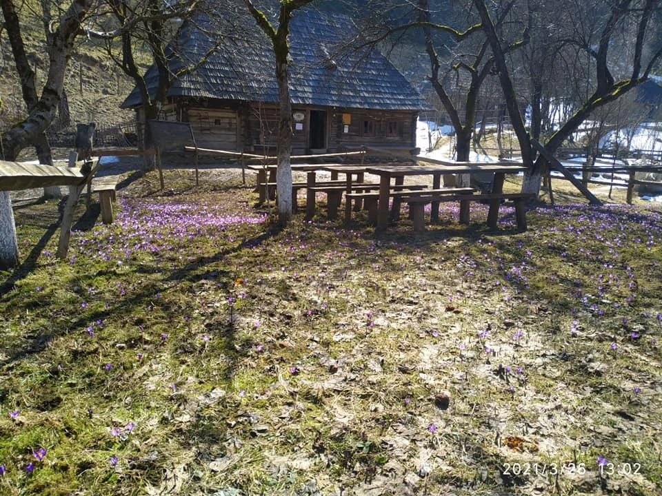 крокусы
