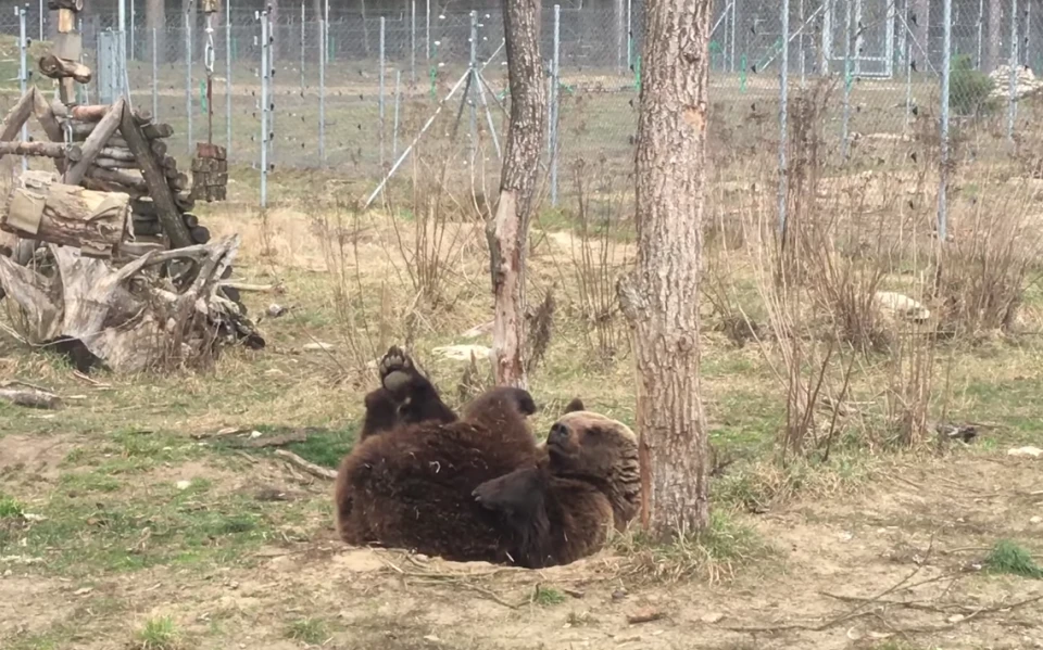 ведмедиця