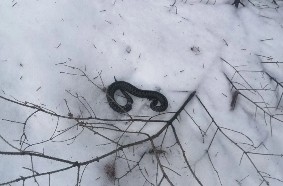 змія