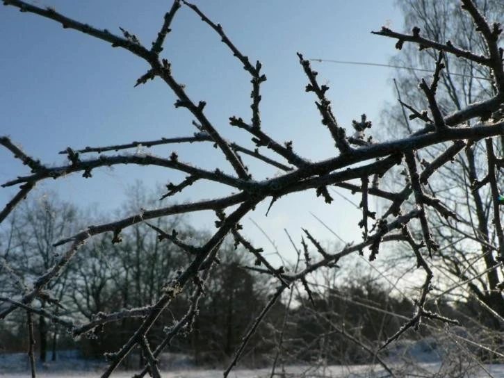 заморозки