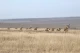 ООС