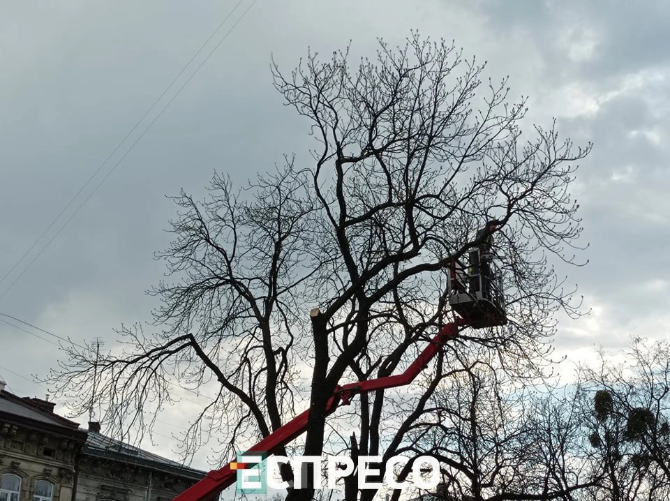 дерева