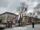 дерева