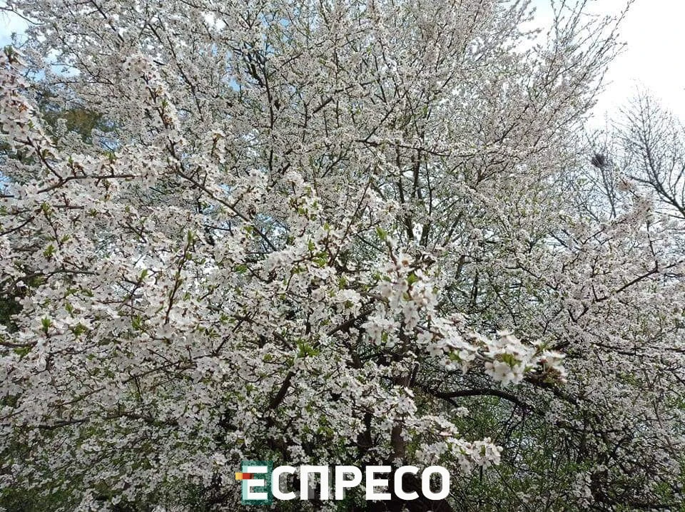 весна у Львові