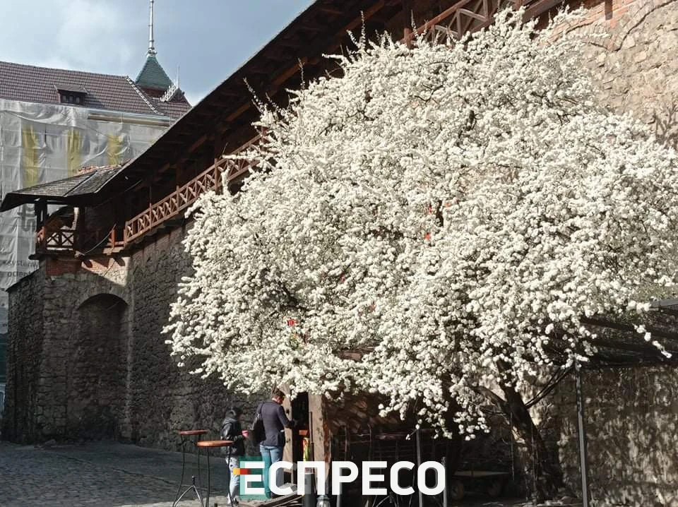 весна у Львові