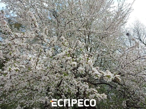 весна у Львові