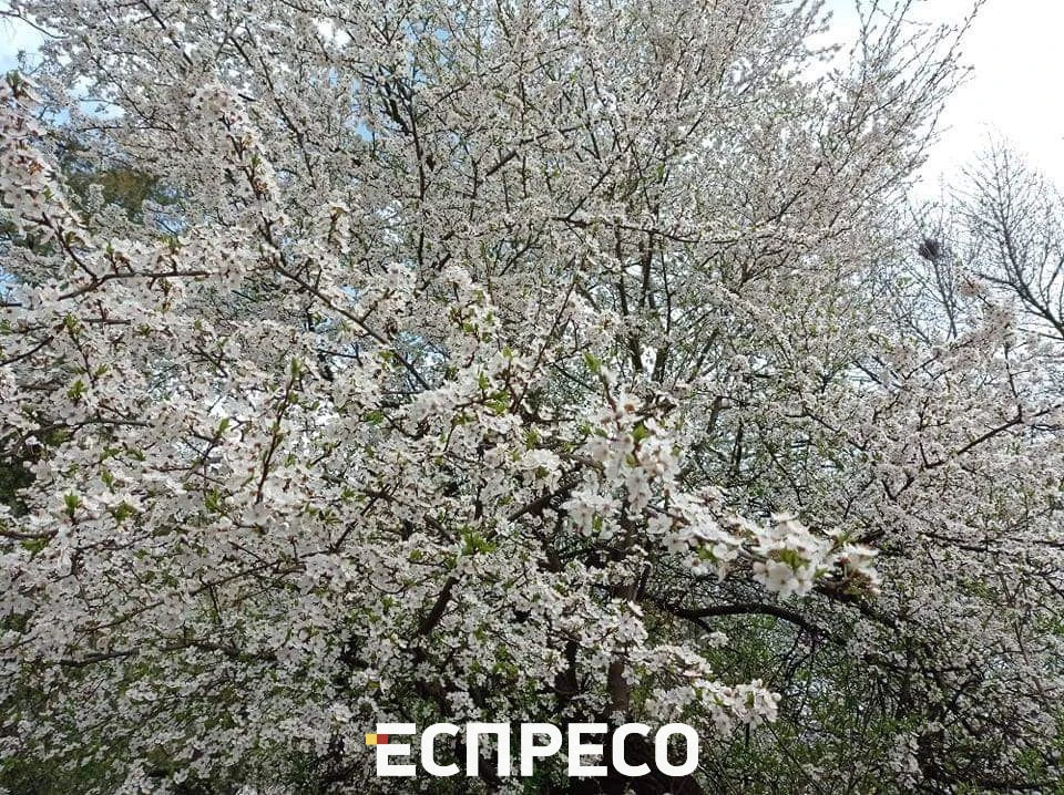 весна у Львові