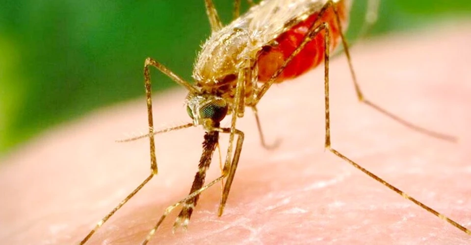 Chiroyli jojada katta dick