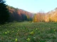 первоцвіт