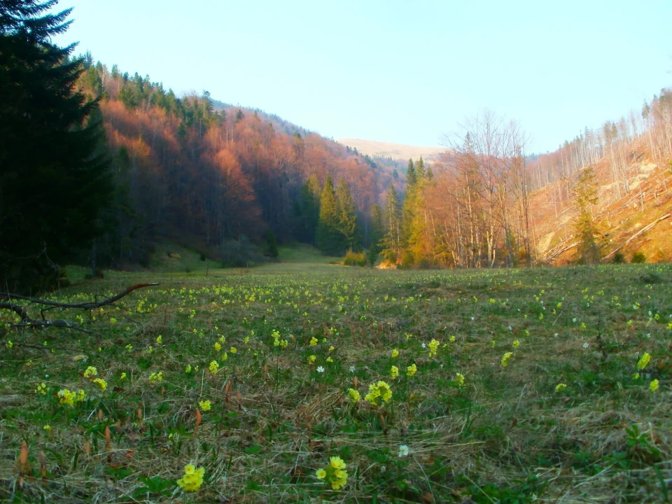 первоцвіт