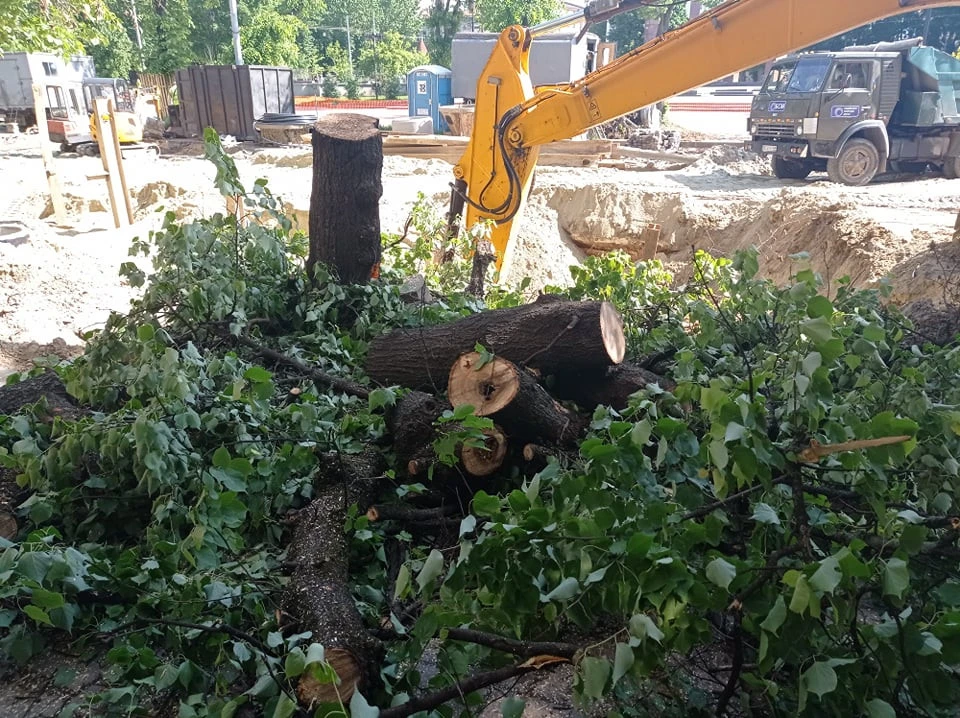 зрізані дерева на бандери