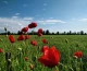 природа