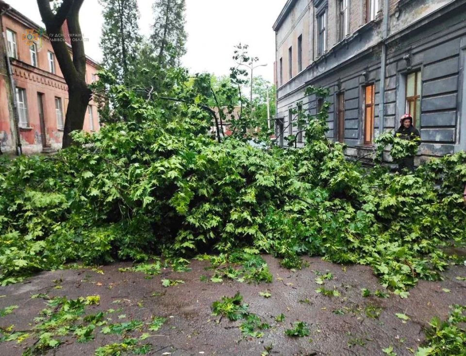 дерево