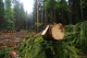 вирубка лісу