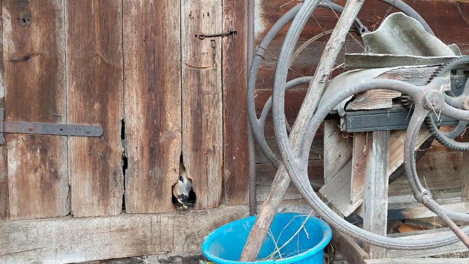 козуля