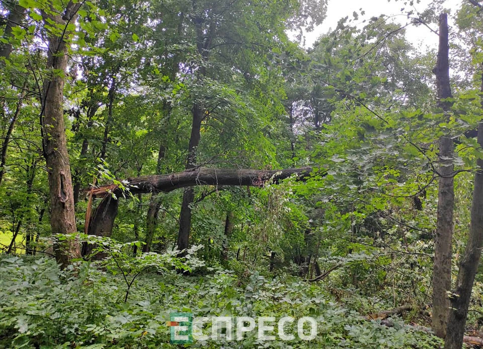 буревій у Стрийському парку