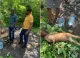 іноземці у Львові