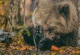 притулок Домажир
