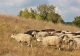 вівчар, вівці