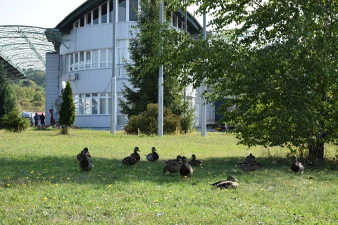 качки на кордоні