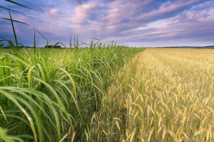 сільське господарство, фермерство, урожай