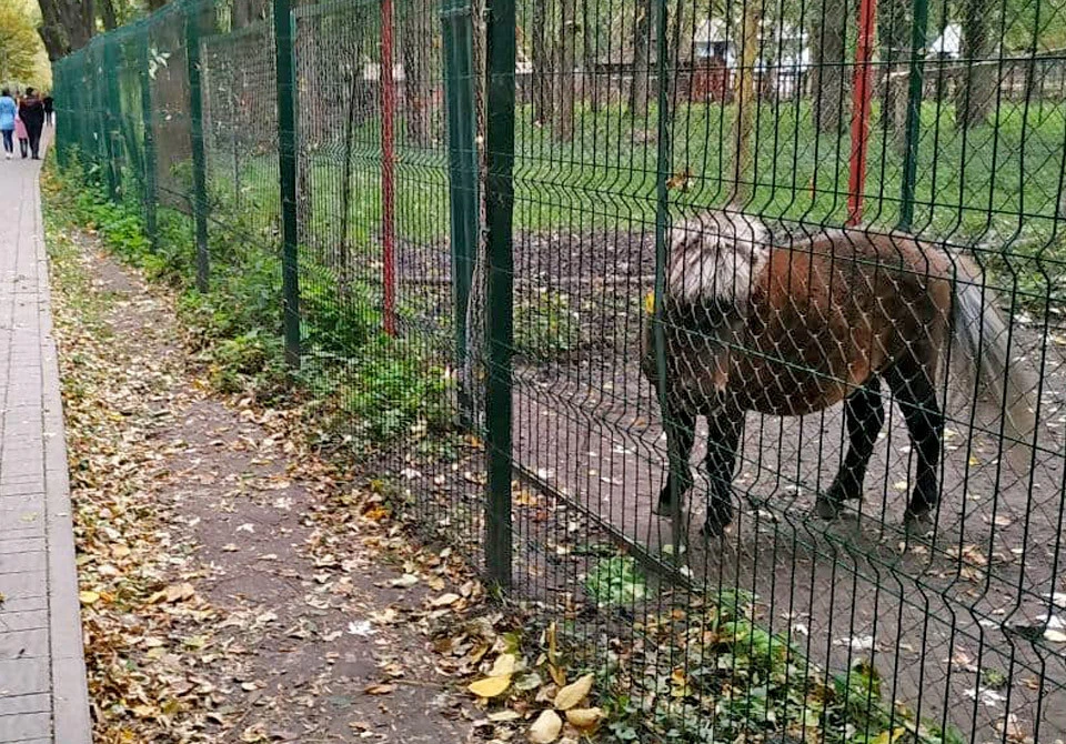 поні