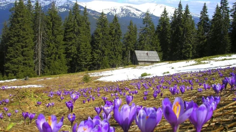 Закарпаття, крокуси