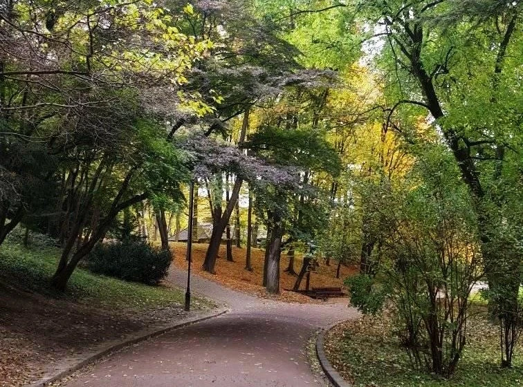 унікальне дерево