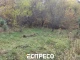 Ліс у Брюховичах