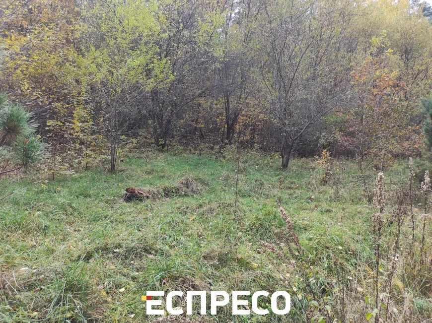 Ліс у Брюховичах