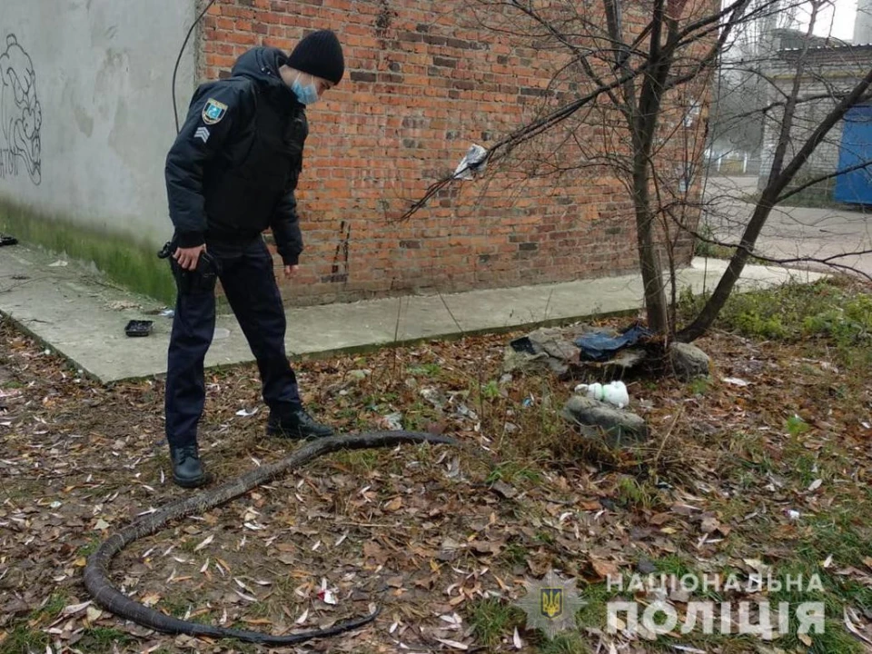 змія, пітон