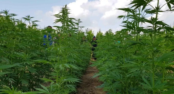 плантація коноплі