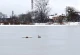 лебеді