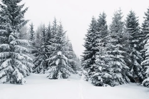 ліс зима