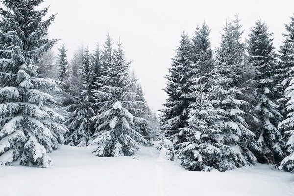 ліс зима